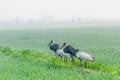 A pair of woolly neck stork and black headed Ibis Royalty Free Stock Photo