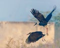 A pair of Woolly necked stork Royalty Free Stock Photo