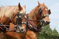 A pair of working horses Royalty Free Stock Photo