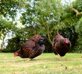 Pair of Wyandotte chickens in a large, rural garden during summertime.