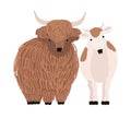 Pair of yak and cow isolated on white background. Portrait of pair of cute cartoon domestic cattle animals standing Royalty Free Stock Photo