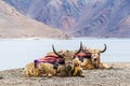 A pair of yaks resting on Pangong Tso Lake in Ladakh, India, near the Line of Actual Control between China and India