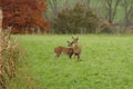 Autumn Whitetails