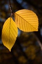 Pair of yellow autumn birch foliage