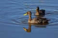 Pair of Yellow Billed Ducks on a pond busy with courtship Royalty Free Stock Photo