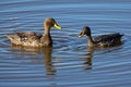 Pair of Yellow Billed Ducks on a pond busy with courtship Royalty Free Stock Photo