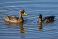 Pair of Yellow Billed Ducks on a pond busy with courtship Royalty Free Stock Photo