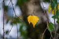 A pair of yellow birch leaves on a blurred background. Beautiful autumn colors of leaves. happy autumn Royalty Free Stock Photo