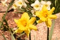 Pair of Yellow Blooming Daffodil Flowers in a Garden