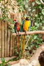 Pair of yellow, blue, red and green colored parrots perched on a tree branch Royalty Free Stock Photo