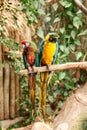 Pair of yellow, blue, red and green colored parrots perched on a tree branch Royalty Free Stock Photo