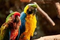 Pair of yellow, blue, red and green colored parrots perched on a tree branch Royalty Free Stock Photo