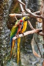 Pair of yellow, blue, red and green colored parrots perched on a tree branch Royalty Free Stock Photo