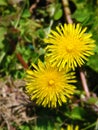 Pair of yellow dandelions over greenery