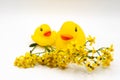 Pair of yellow ducks with red beaks baby bath toy and yellow flowers isolated on white background Royalty Free Stock Photo