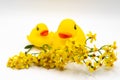 Pair of yellow ducks with red beaks baby bath toy and yellow flowers isolated on white background Royalty Free Stock Photo