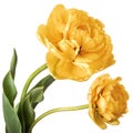 Pair of full Parrot tulips isolated on white background Royalty Free Stock Photo