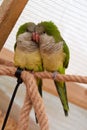 Pair of yellow-green parrots sits on rope in an aviary