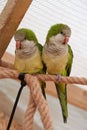 Pair of yellow-green parrots sits on rope