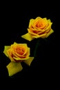 Close up of two yellow hybrid roses on dark background