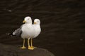 Pair of yellow-legged gulls Royalty Free Stock Photo