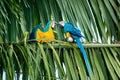 Two tropical Macaws, parrots playing and fighting in a tree. Royalty Free Stock Photo