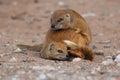 The pair of  yellow mongoose Cynictis penicillata or red meerkat is mating in the evening on sands with pleasure Royalty Free Stock Photo