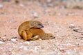 The pair of yellow mongoose Cynictis penicillata or red meerkat is mating in the evening on sands with pleasure