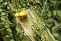 Pair of yellow mushrooms on the old tree trunk Royalty Free Stock Photo