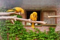A pair of yellow parrots Golden conure (Guaruba guarouba, Golden Aratinga) sits on a branch in a cage in a zoo