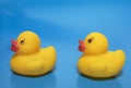 Pair yellow rubber duckling