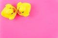 Pair of yellow rubber ducks over colorful background Royalty Free Stock Photo