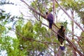 A pair of Yellow-tailed black cockatoo sitting in a tree Royalty Free Stock Photo