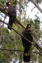 A pair of Yellow-tailed black cockatoo sitting in a tree Royalty Free Stock Photo