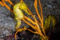 Pair of yellow Tiger Tail Seahorses on a dark tropical coral reef Royalty Free Stock Photo