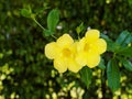 Pair of Yellow Trumpet Allamanda Flowers on Vine Royalty Free Stock Photo