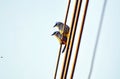 A pair of Yellow Vented Bulbul birds eye a bug flying in front of them.