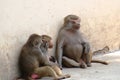 pair young baboons gulping Royalty Free Stock Photo
