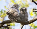 Pair of young barred owls Royalty Free Stock Photo