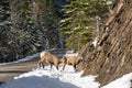 Pair of young Bighorn Sheep standing on the snowy mountain road rocky hillside. Banff National Park in October Royalty Free Stock Photo