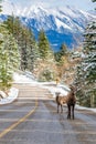 Pair of Young Bighorn Sheeps (ewe and lamb) on the snowy mountain road. Banff National Park Royalty Free Stock Photo