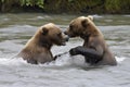A pair of young Brown Bears fight in the middle of a river in Alaska Royalty Free Stock Photo