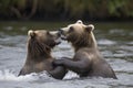 A pair of young Brown Bears fight in the middle of a river in Alaska Royalty Free Stock Photo