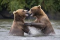 A pair of young Brown Bears fight in the middle of a river in Alaska Royalty Free Stock Photo