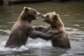 A pair of young Brown Bears fight in the middle of a river in Alaska Royalty Free Stock Photo