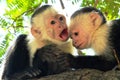 A pair of young capuchin monkeys Royalty Free Stock Photo