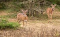 Pair of young Ceylon spotted deers watchfully foraging in the evening. The dry season in the Yala national park