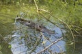 Pair of young coypu swimming in lake water, Transnistria, Moldova, close up. Two nutria in the water in summer Royalty Free Stock Photo