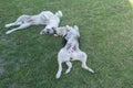 Young cross-breed stray male and female dogs happy playing on a spring grass Royalty Free Stock Photo