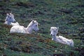 A Pair of Young Dall Sheep on a Mountain Meadow